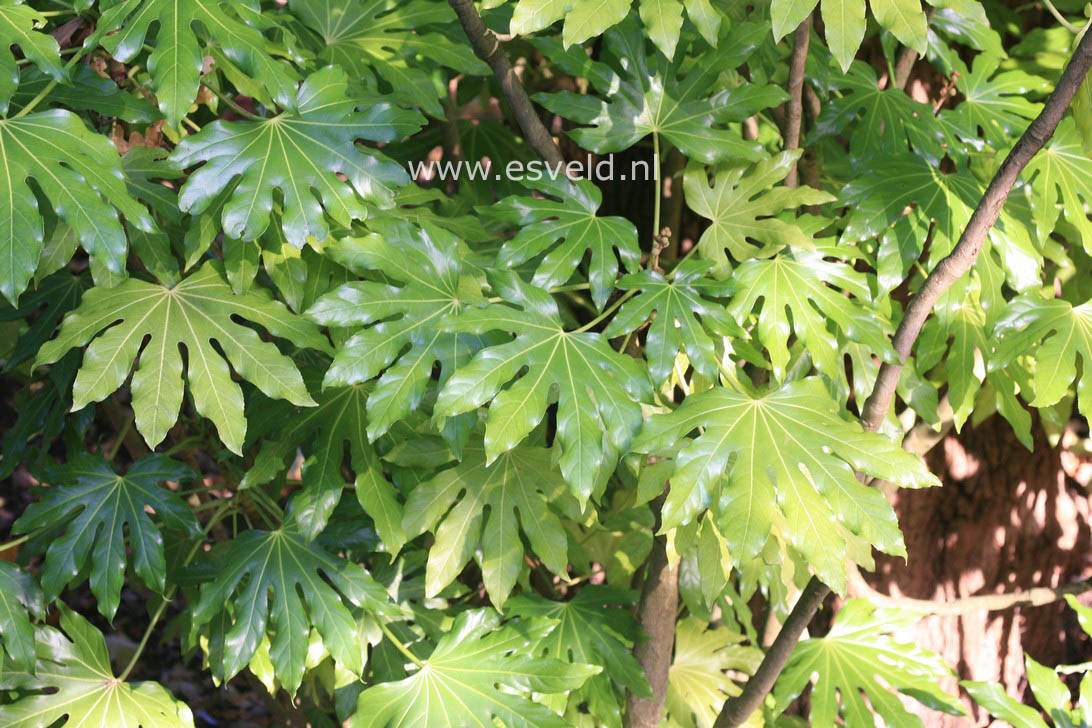 Fatsia japonica