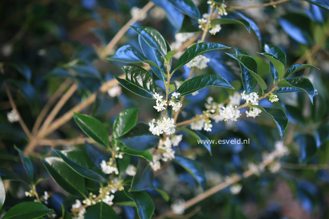 Osmanthus fortunei