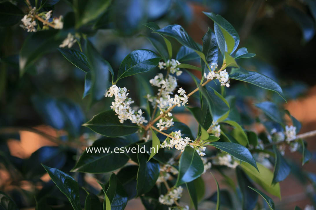 Osmanthus fortunei