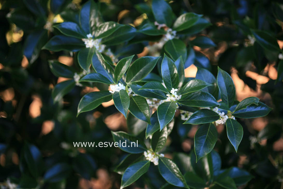 Osmanthus fortunei