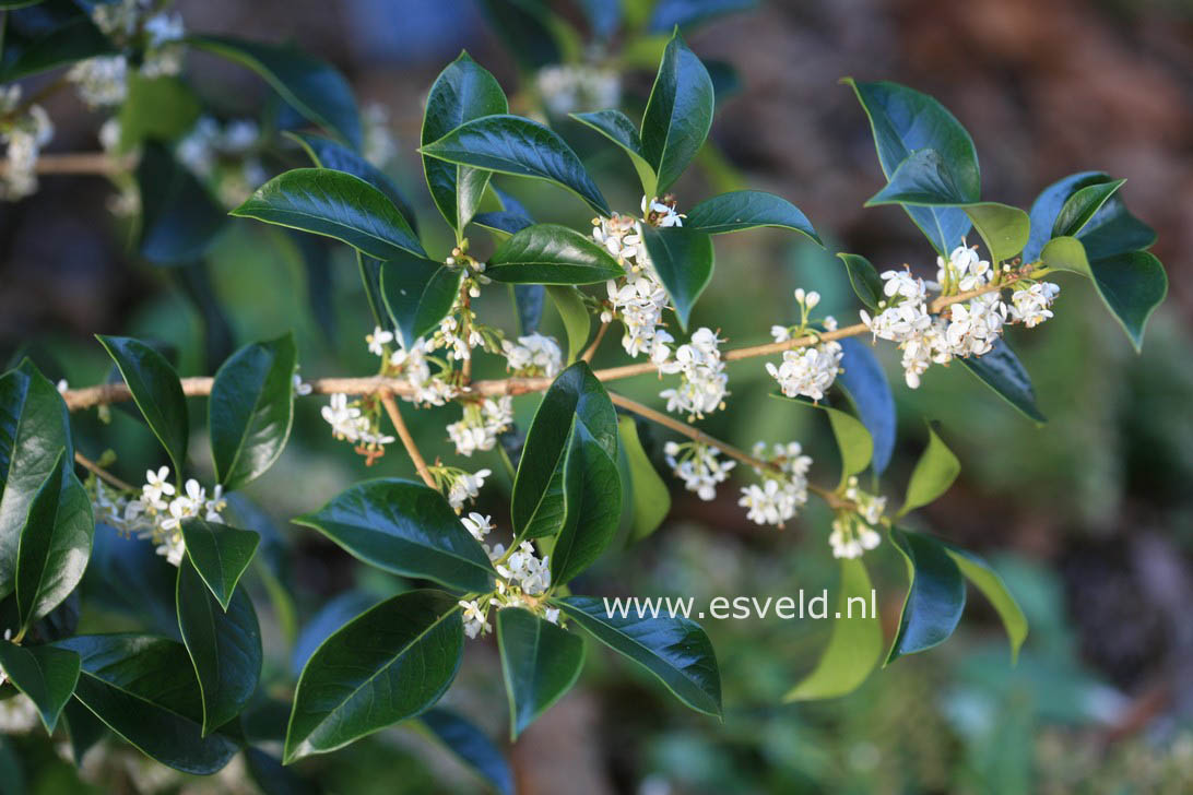 Osmanthus fortunei