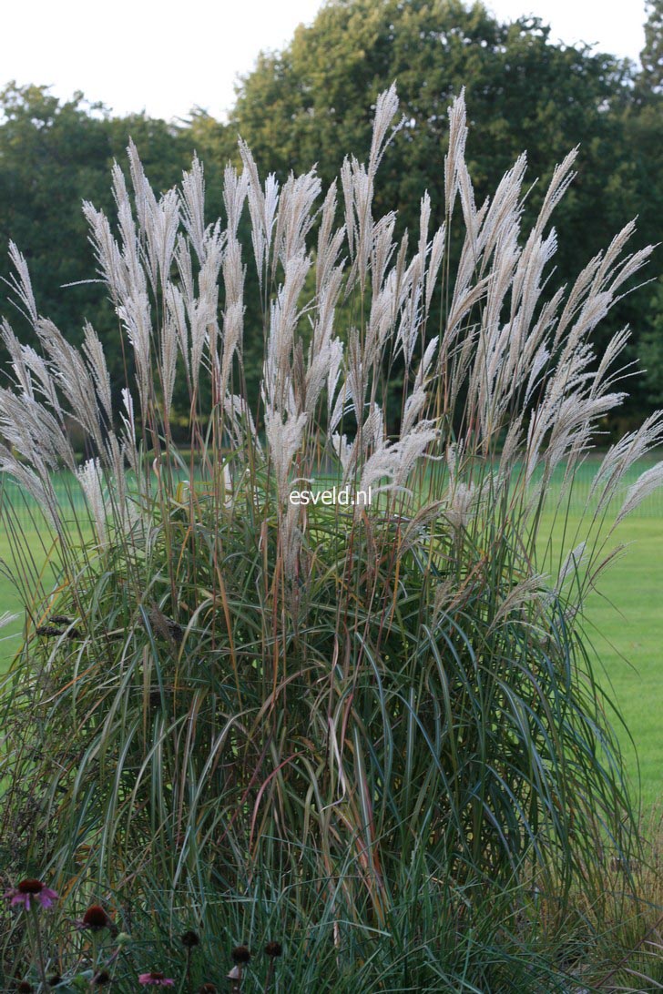 Miscanthus sinensis 'Prof. Richard Hansen'