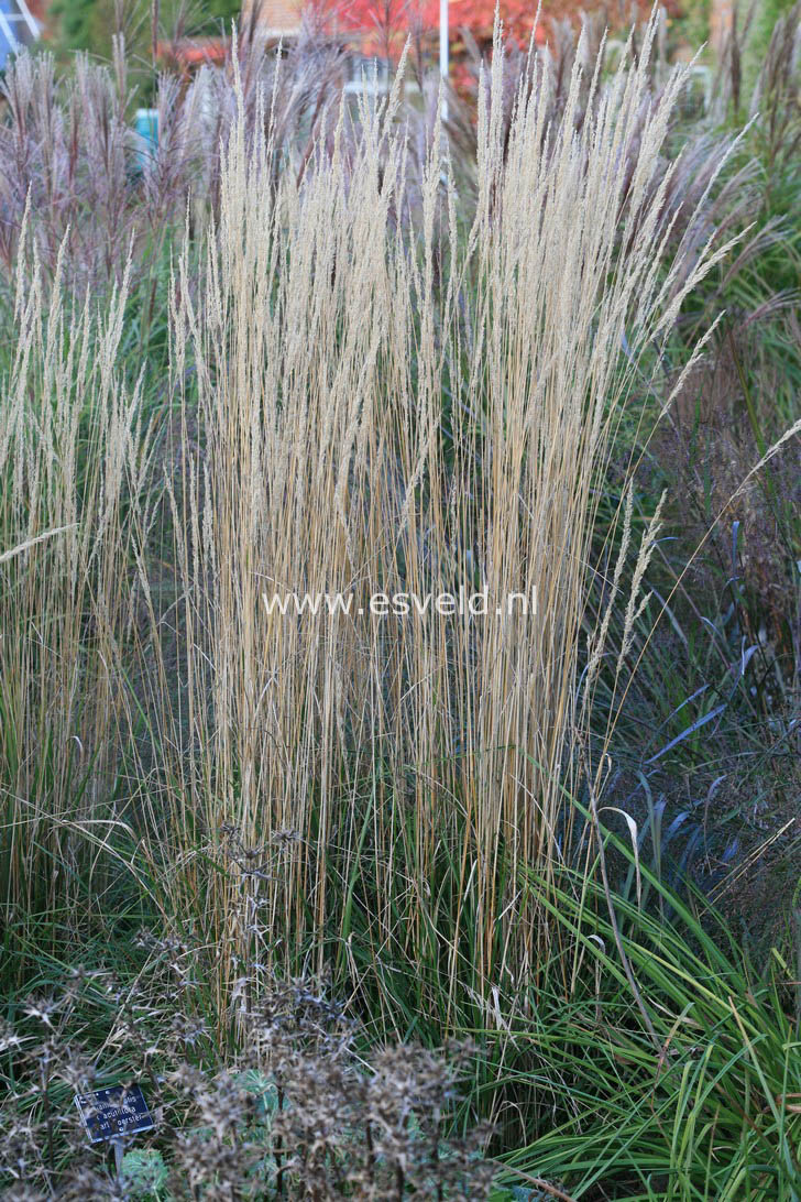 Calamagrostis acutiflora 'Karl Foerster'