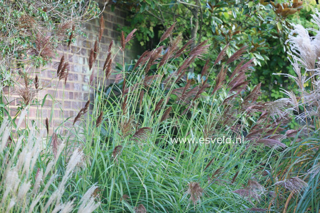 Miscanthus sinensis 'Malepartus'