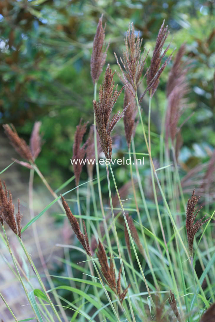 Miscanthus sinensis 'Malepartus'