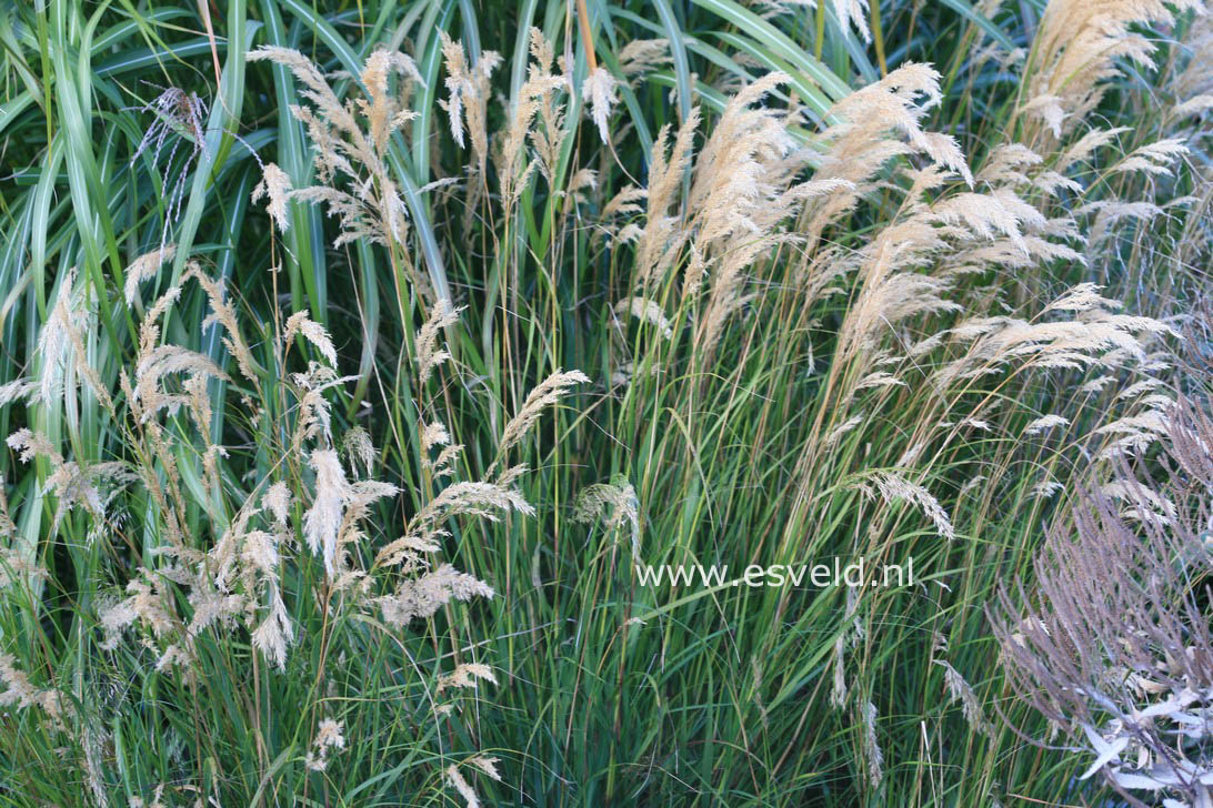 Achnatherum calamagrostis