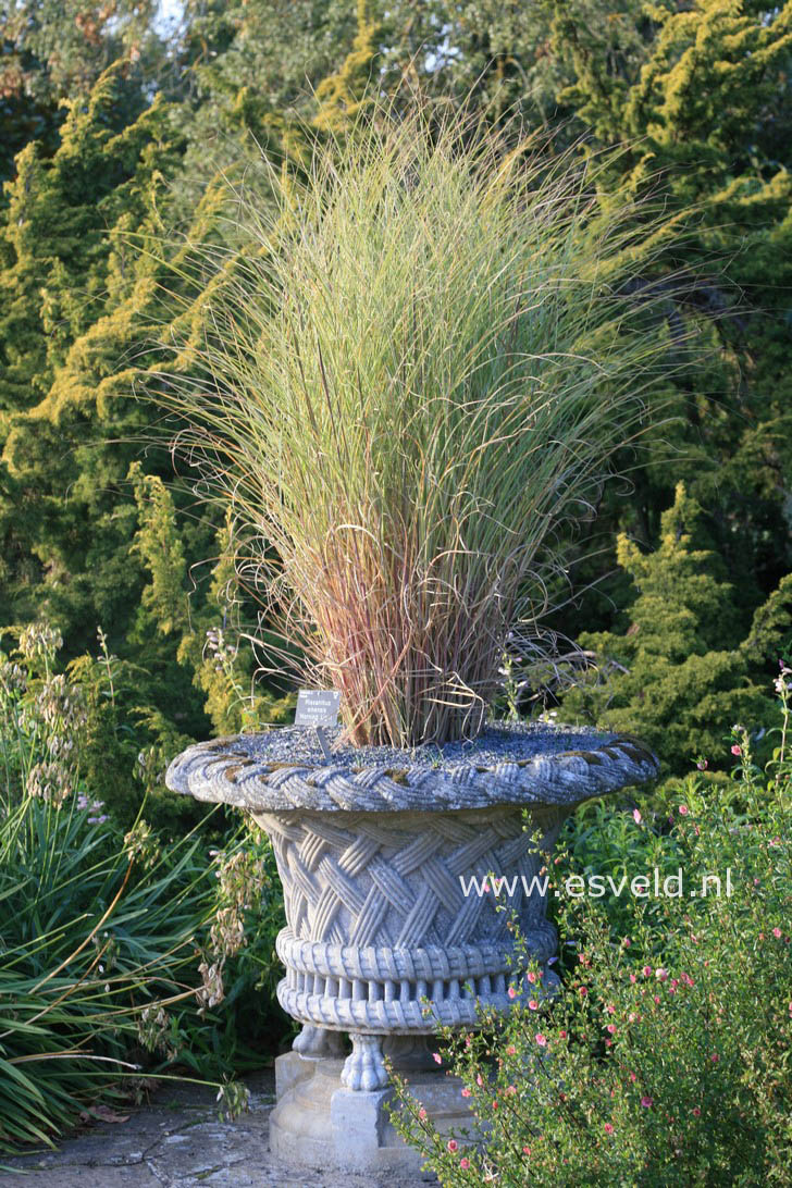 Miscanthus sinensis 'Morning Light'