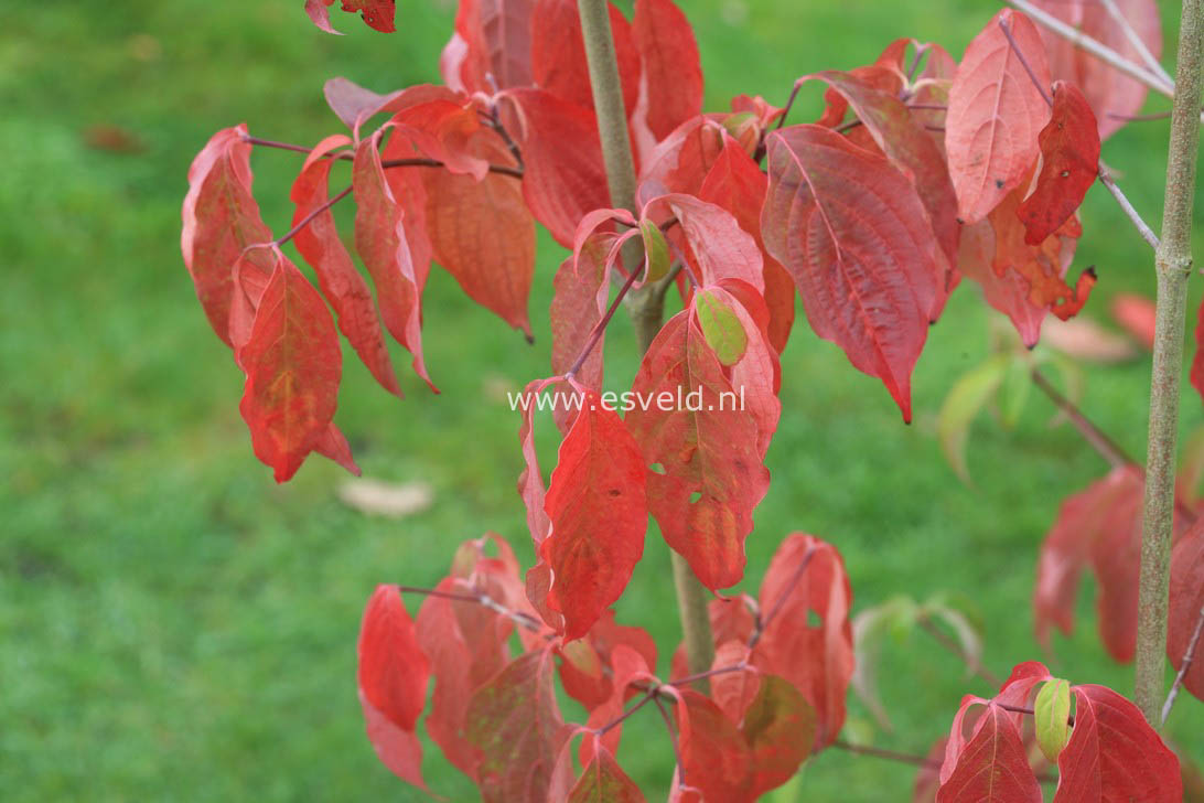 Cornus 'Rutban' (AURORA)