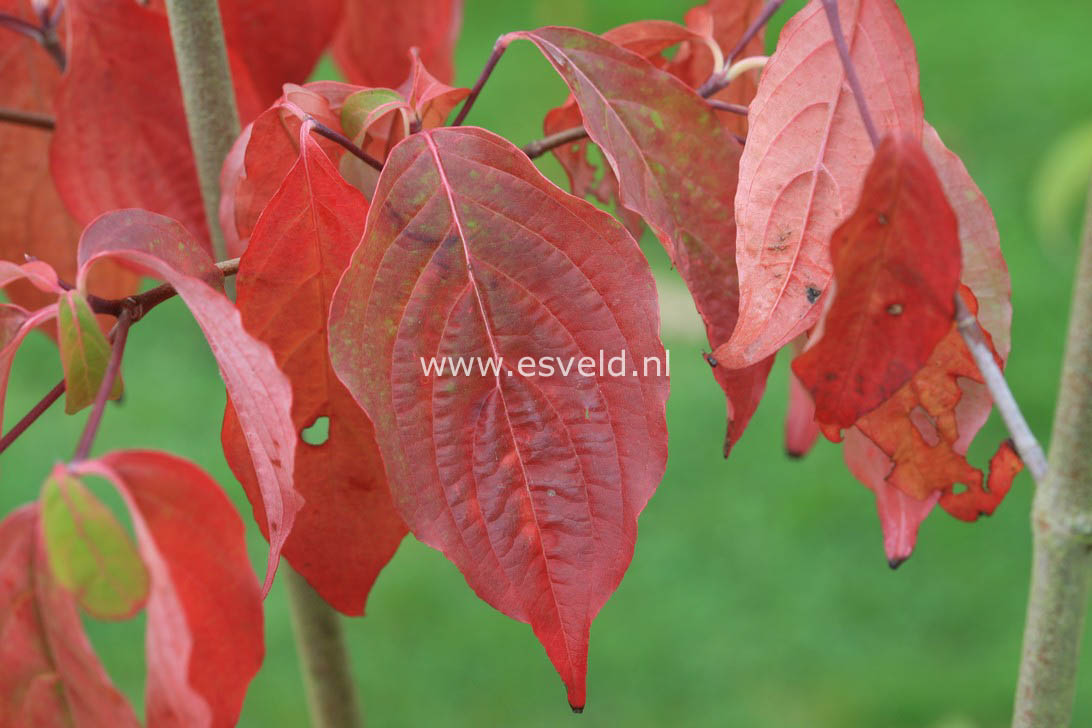 Cornus 'Rutban' (AURORA)