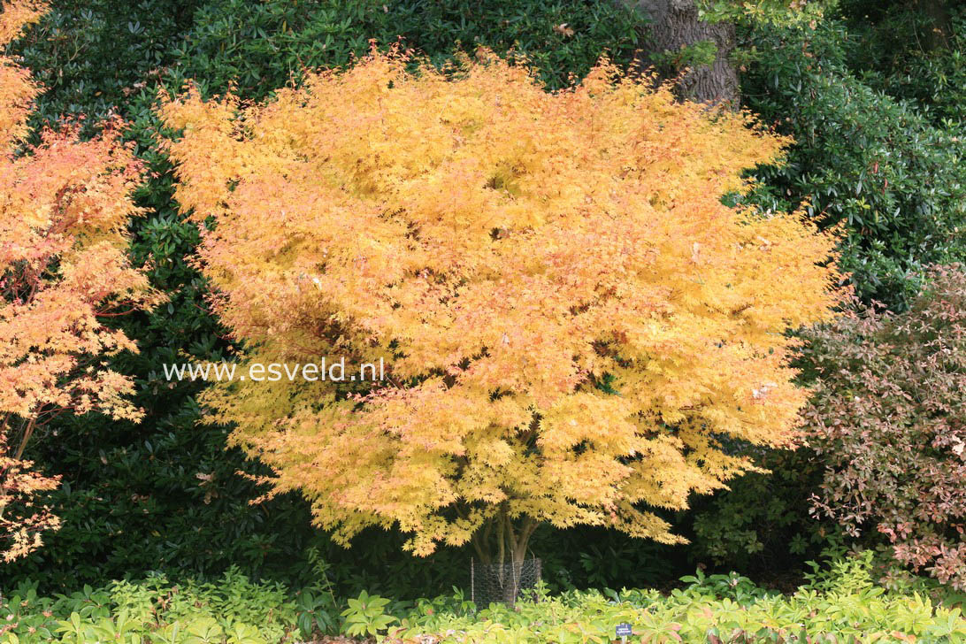 Acer palmatum 'Sango kaku'