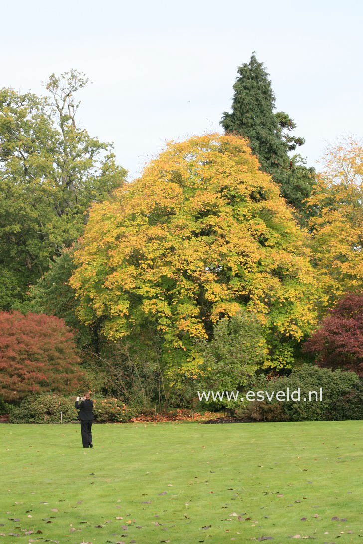 Acer cappadocicum 'Aureum'