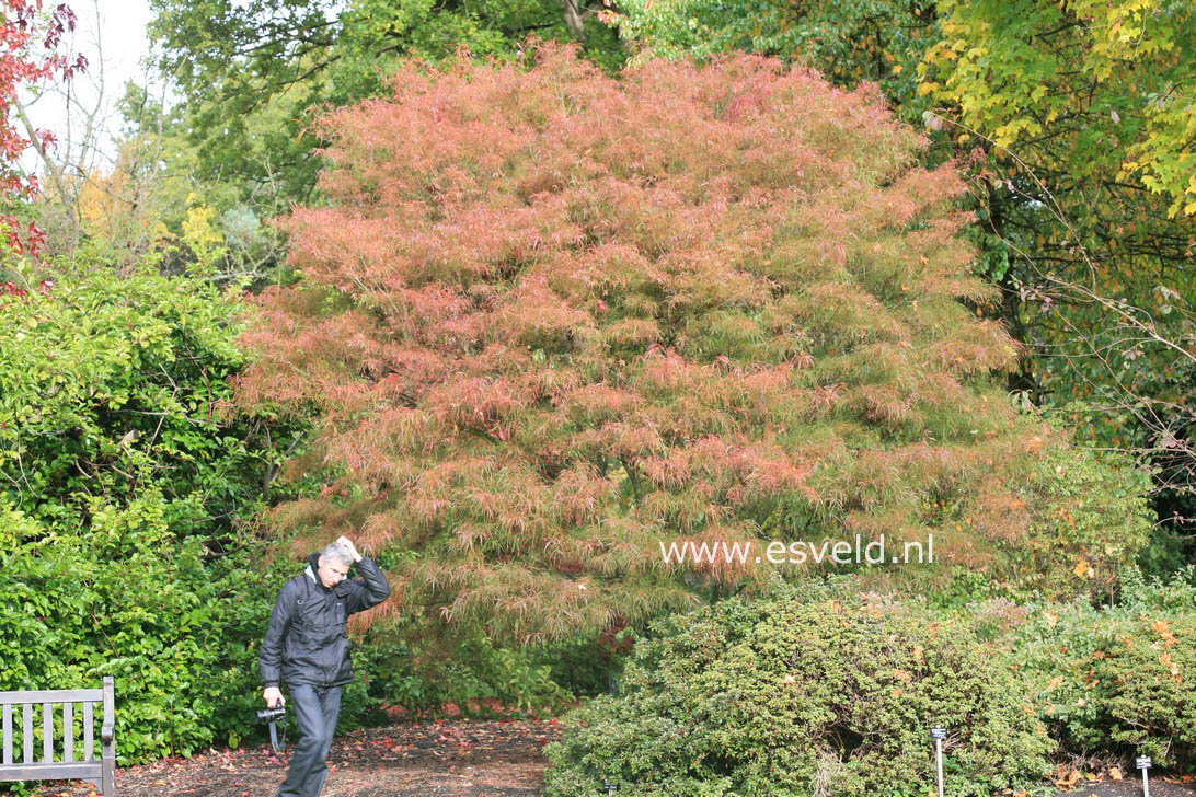 Acer palmatum 'Linearilobum'