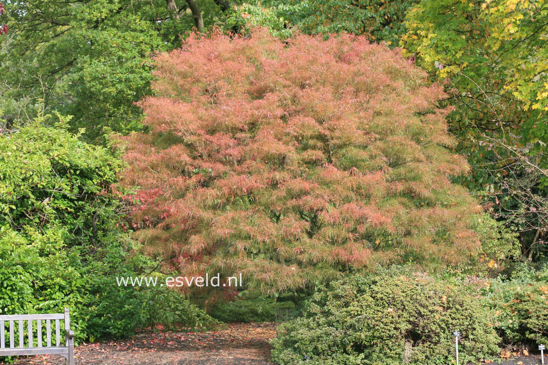 Acer palmatum 'Linearilobum'