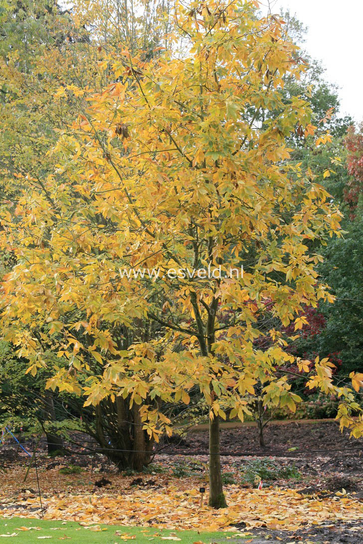 Carya ovata