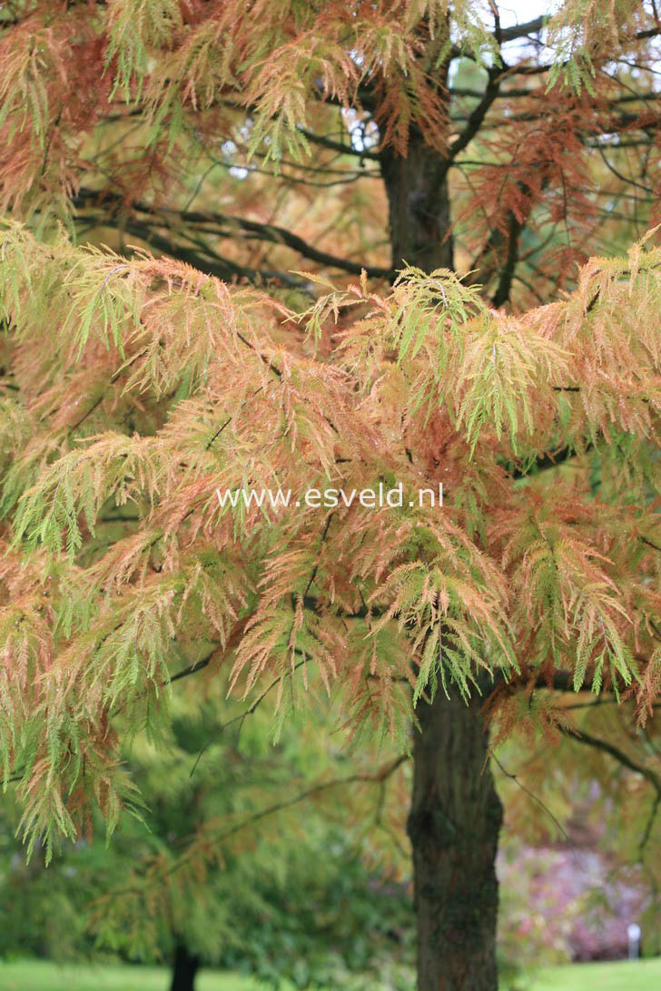 Taxodium distichum var. imbricatum