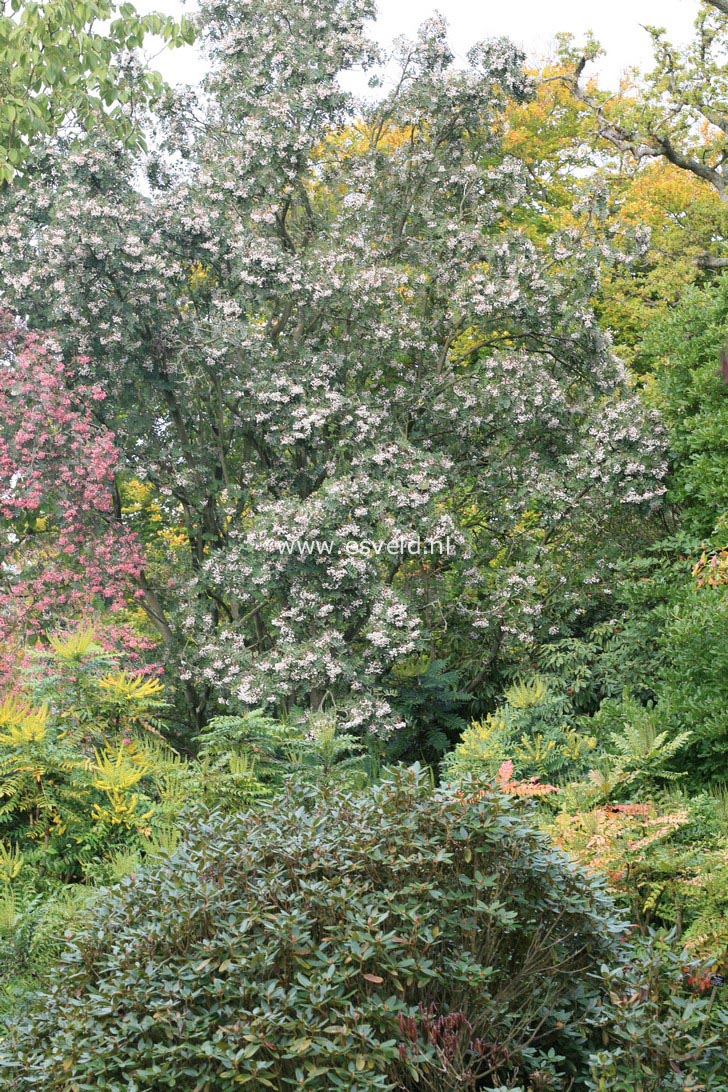 Sorbus hupehensis