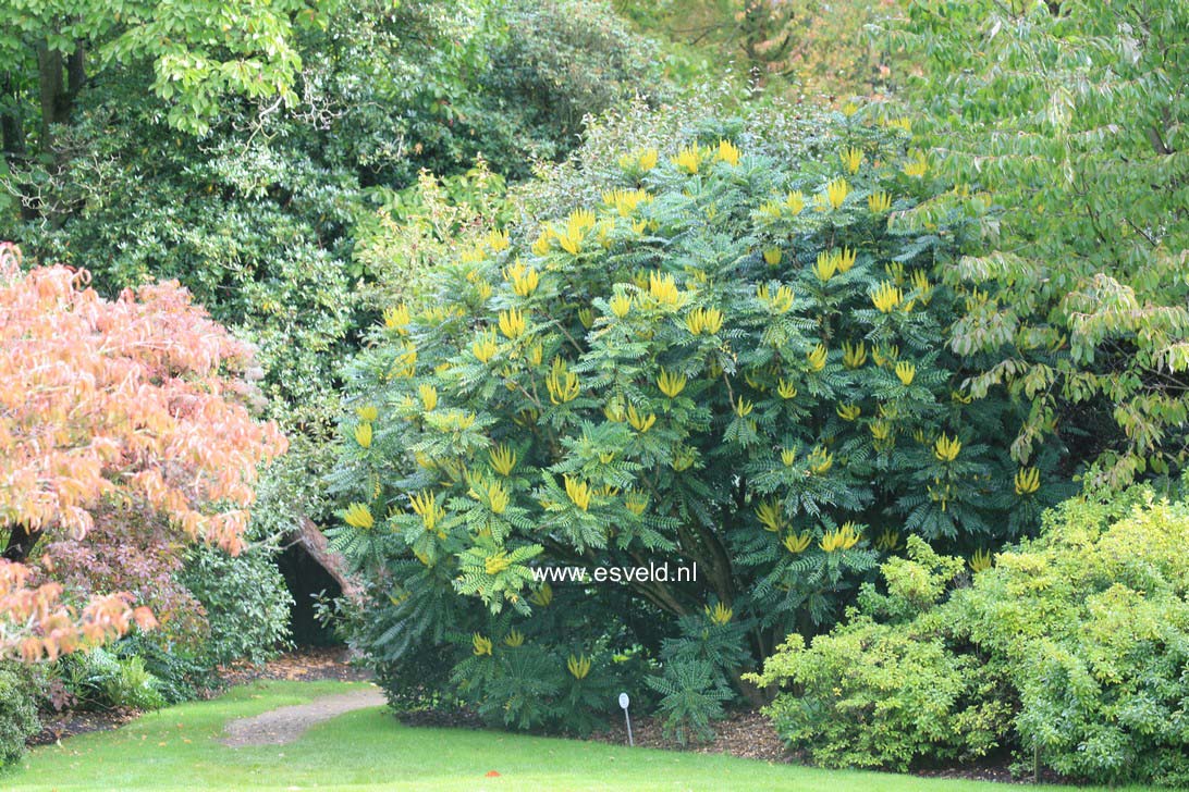 Mahonia lomariifolia