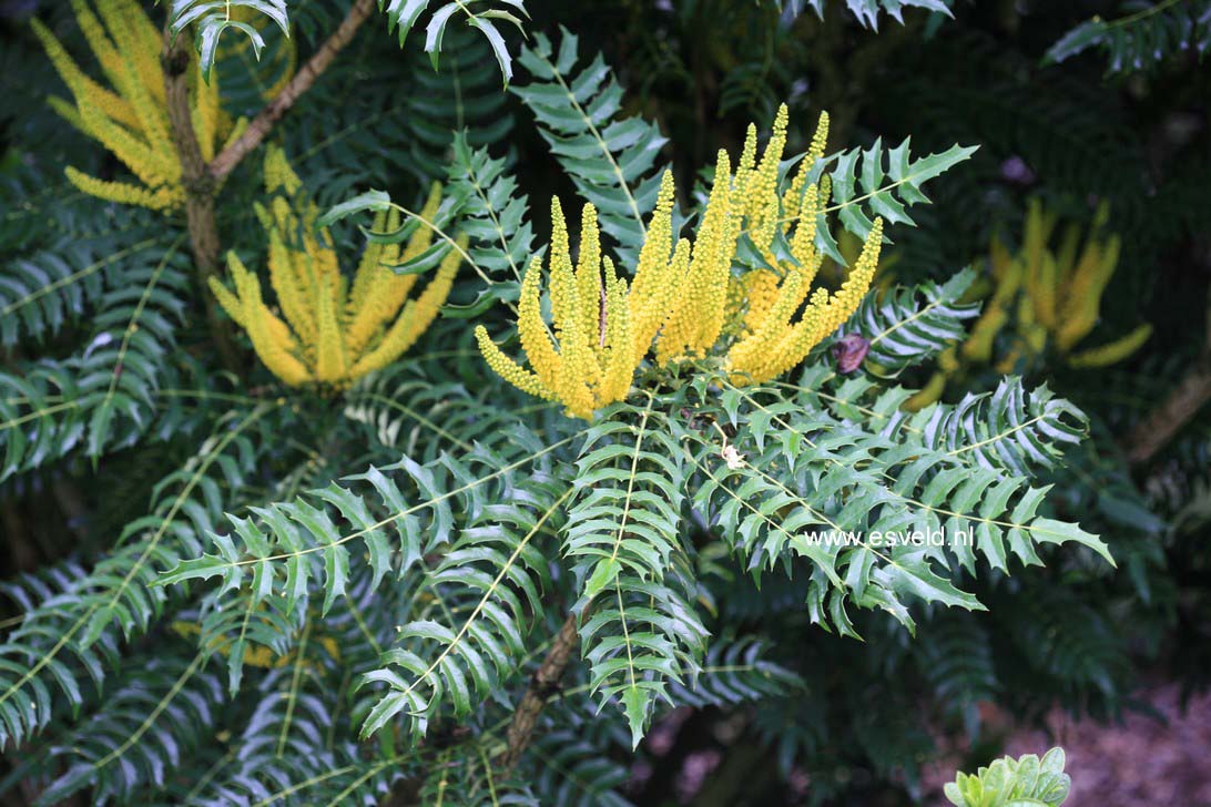 Mahonia lomariifolia