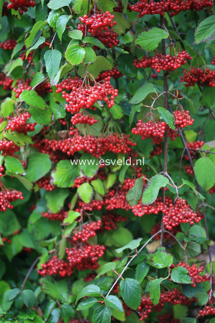 Viburnum betulifolium