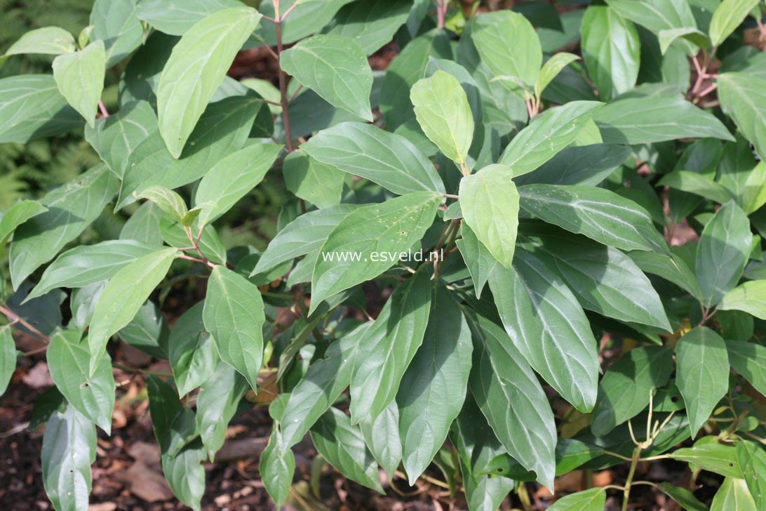 Viburnum cylindricum
