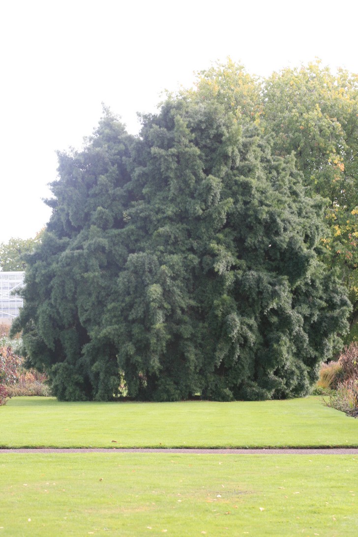 Podocarpus salignus