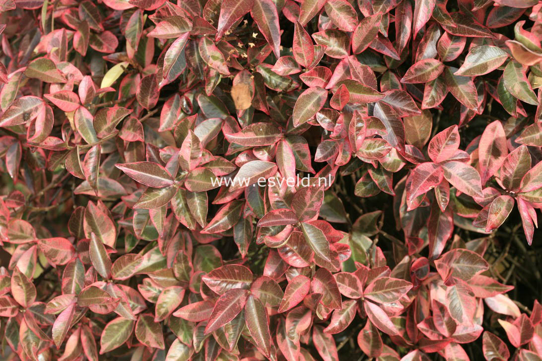 Trachelospermum jasminoides 'Variegatum'