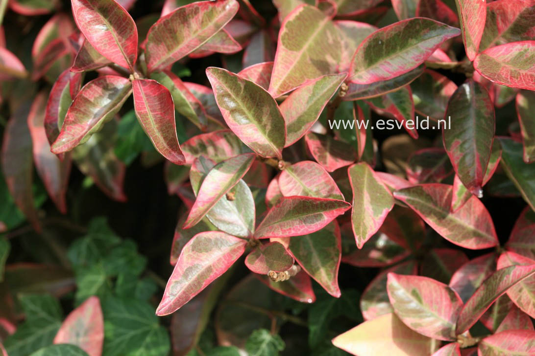 Trachelospermum jasminoides 'Variegatum'