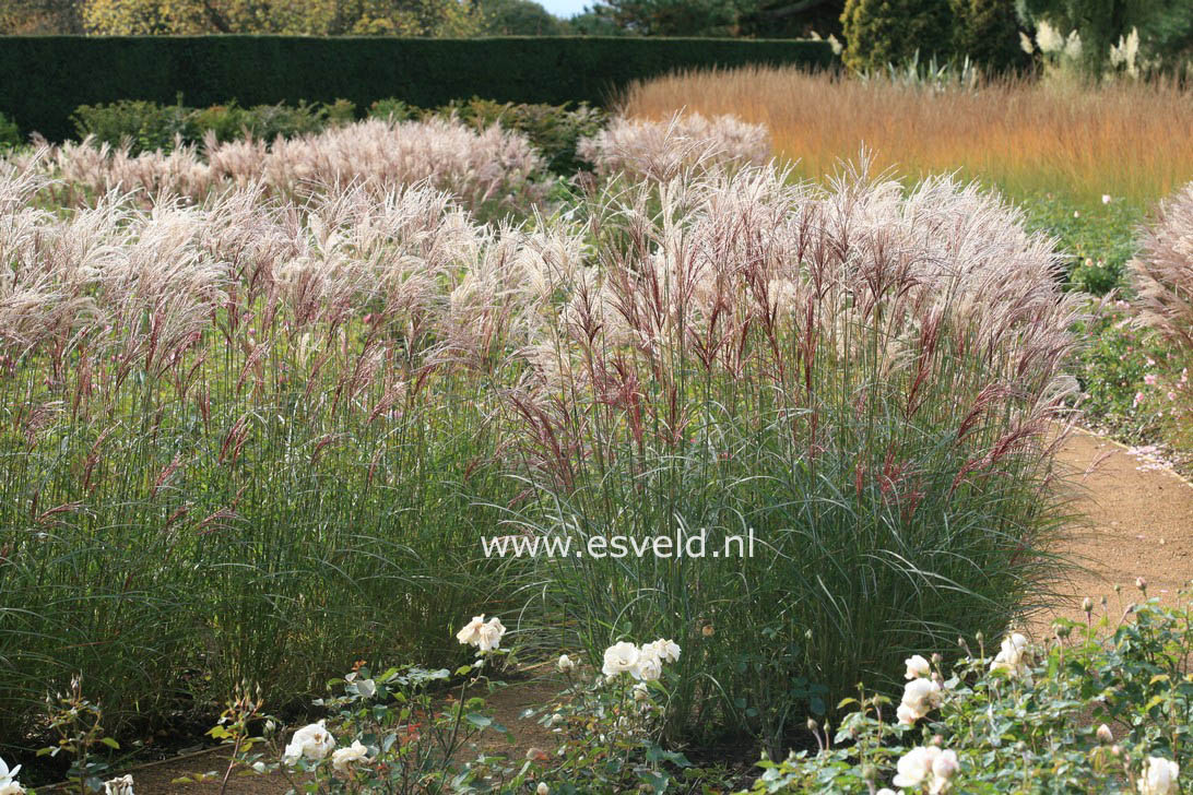 Miscanthus sinensis 'Ferner Osten'