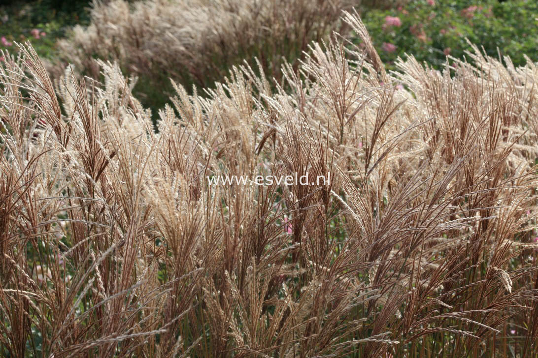 Miscanthus sinensis 'Ferner Osten'