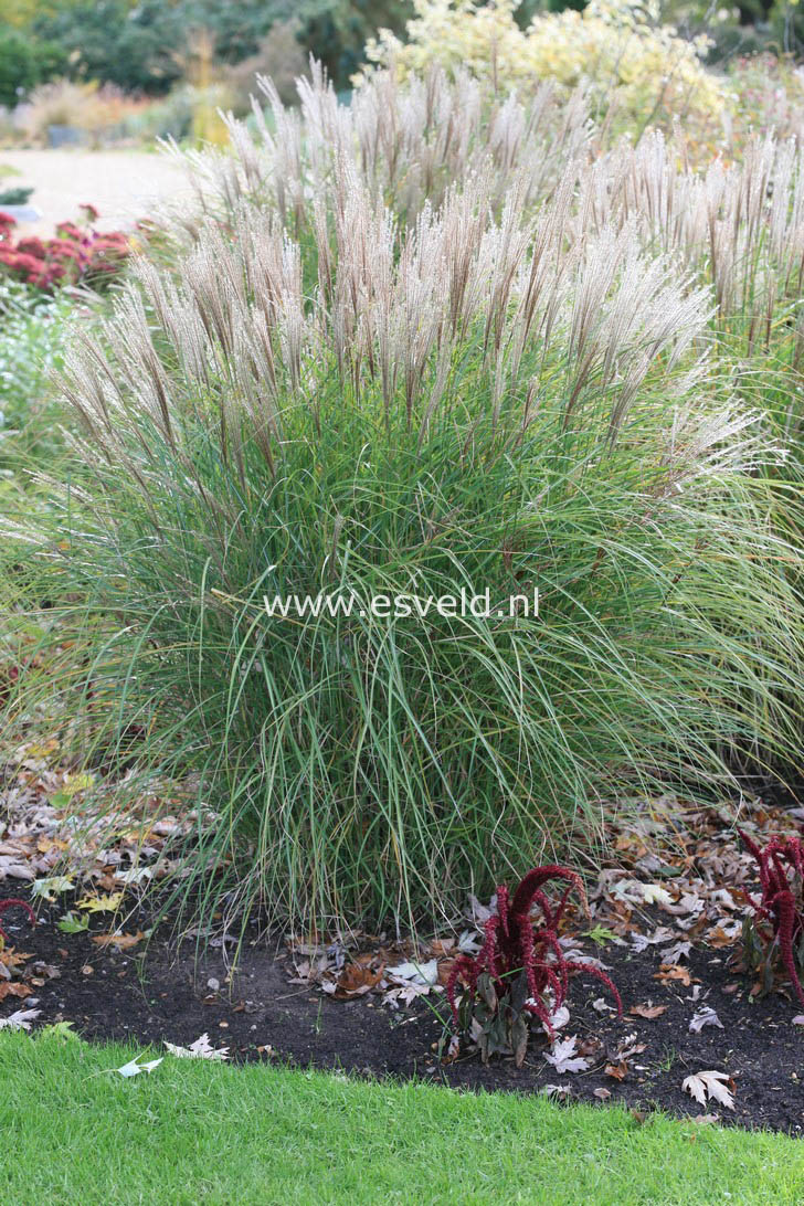 Miscanthus sinensis 'Kleine Silberspinne'