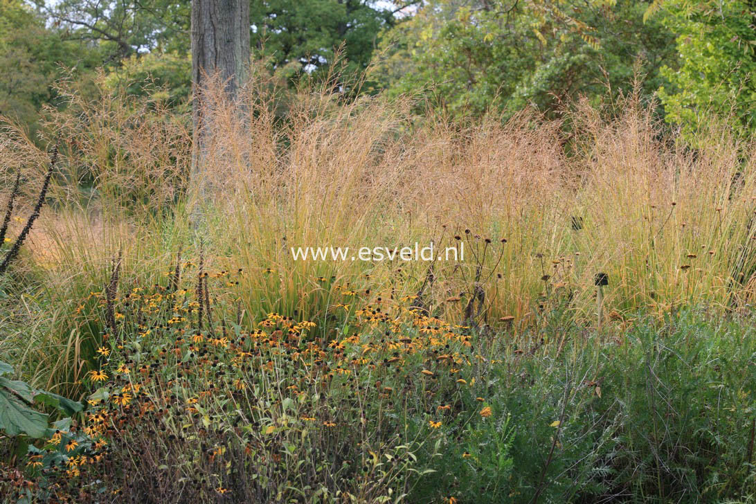 Molinia arundinacea 'Karl Foerster'