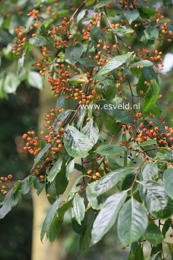 Photinia beauverdiana notabilis