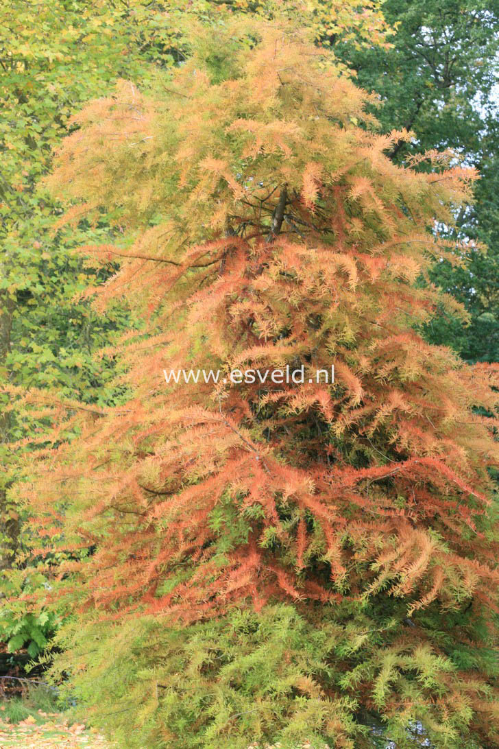 Taxodium distichum var. imbricatum