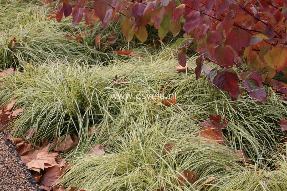 Carex oshimensis 'Evergold'