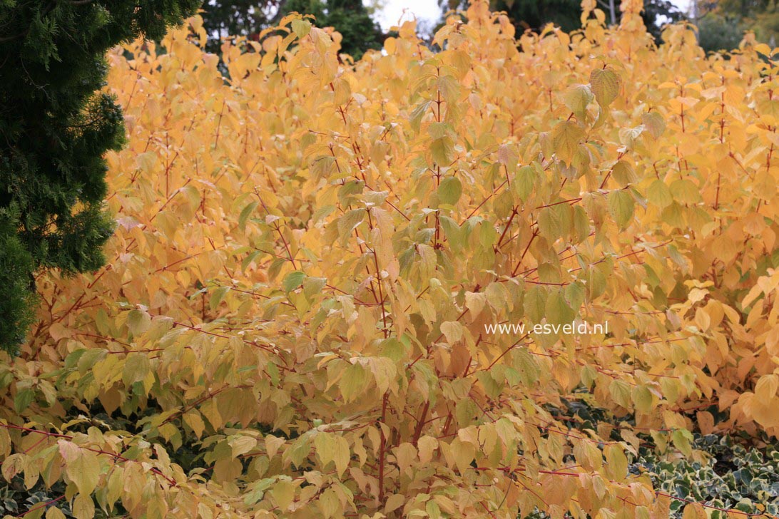 Cornus sanguinea 'Anny's Winter Orange'