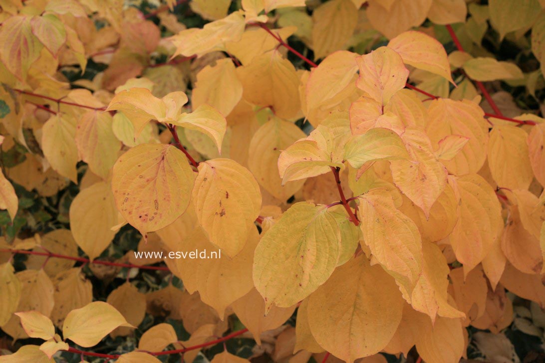 Cornus sanguinea 'Anny's Winter Orange'