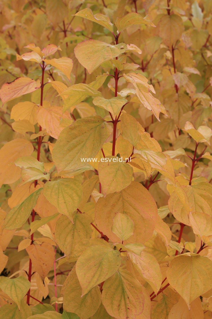 Cornus sanguinea 'Anny's Winter Orange'
