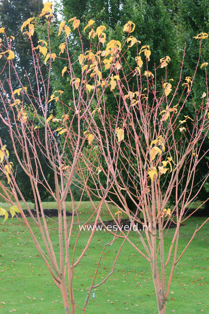 Acer conspicuum 'Phoenix'