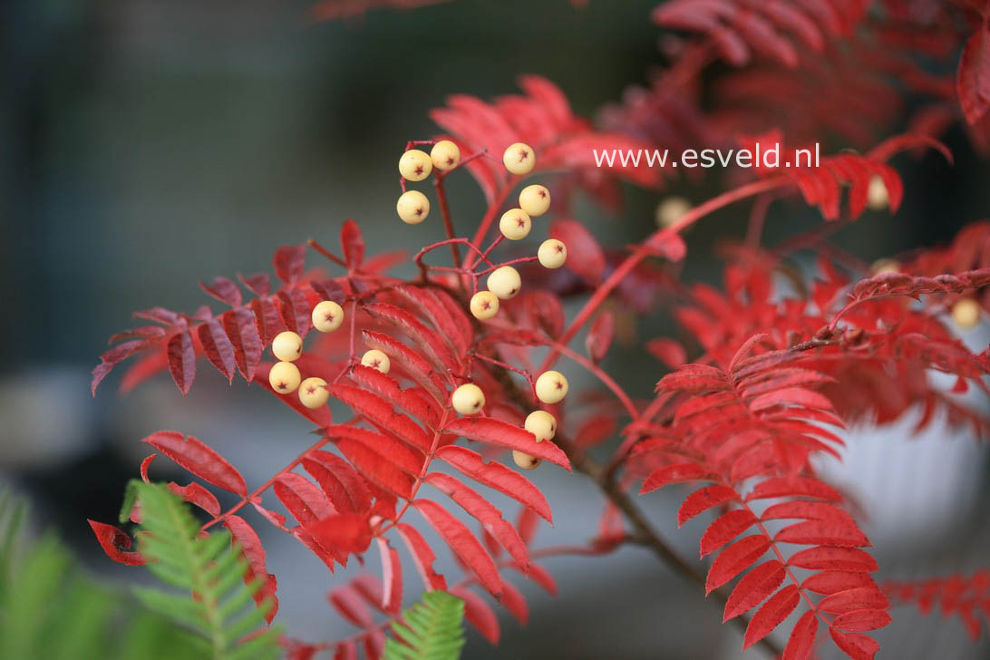 Sorbus 'Joseph Rock'