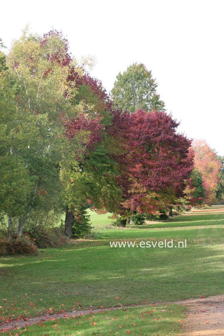 Liquidambar styraciflua