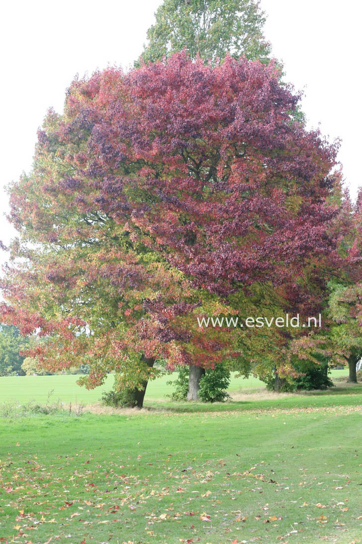 Liquidambar styraciflua