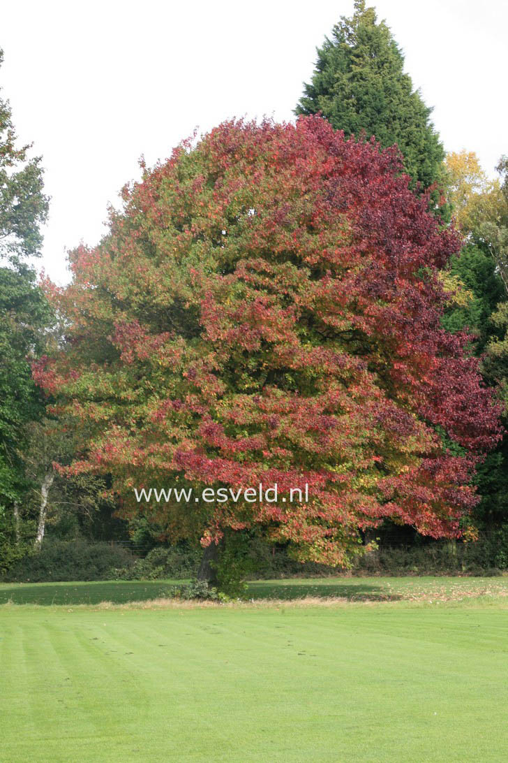 Liquidambar styraciflua