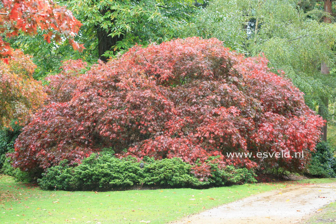 Acer palmatum 'Chitose yama'