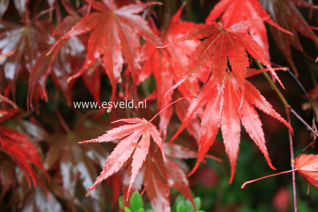 Acer palmatum 'Chitose yama'