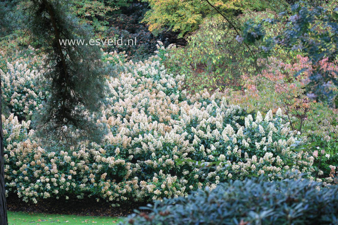 Hydrangea paniculata 'Grandiflora'