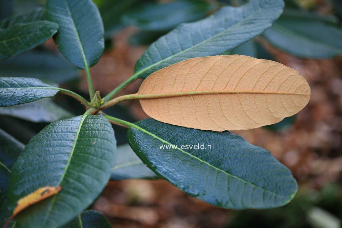 Rhododendron falconeri