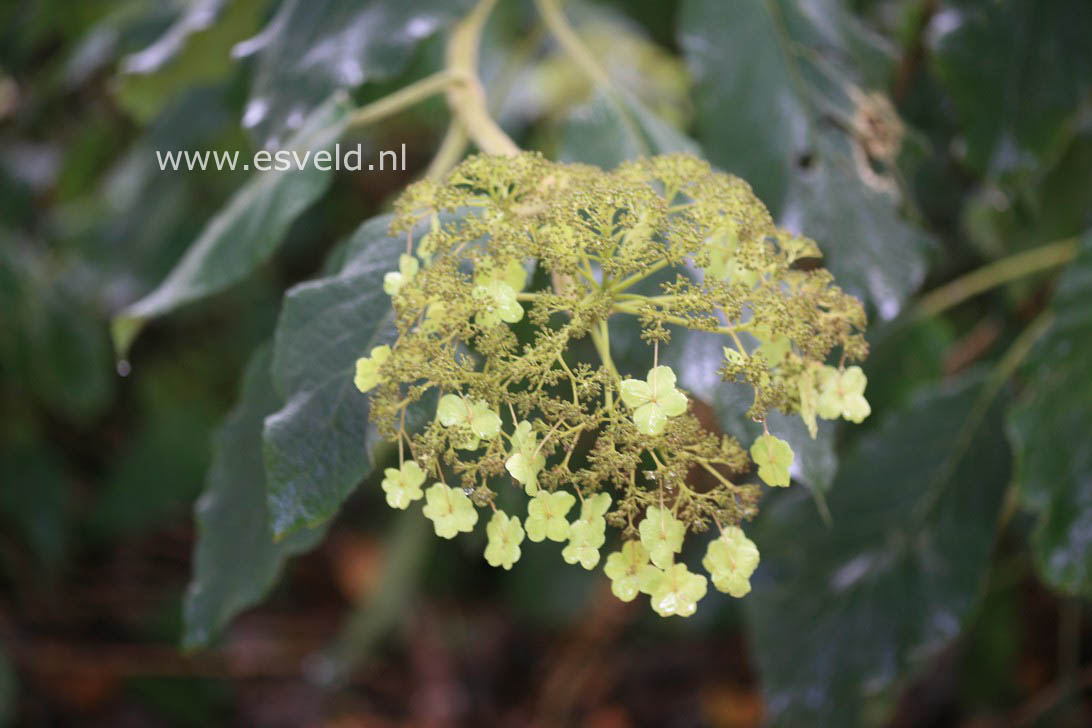 Hydrangea aspera sargentiana