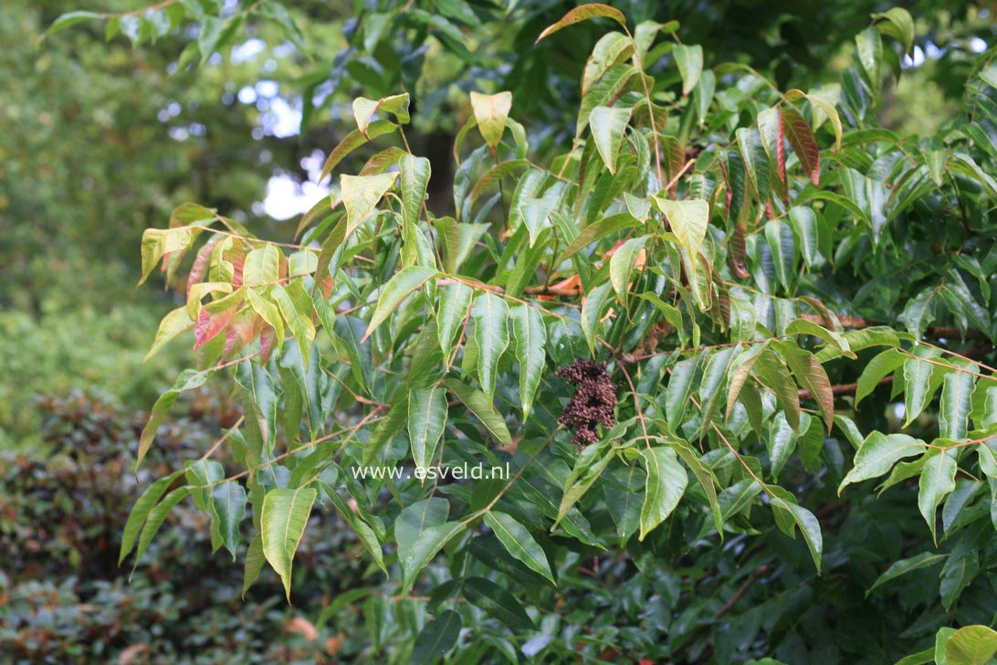 Rhus potaninii