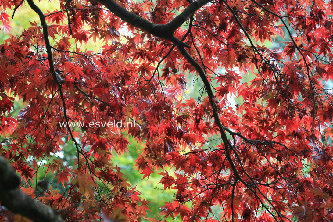 Acer palmatum