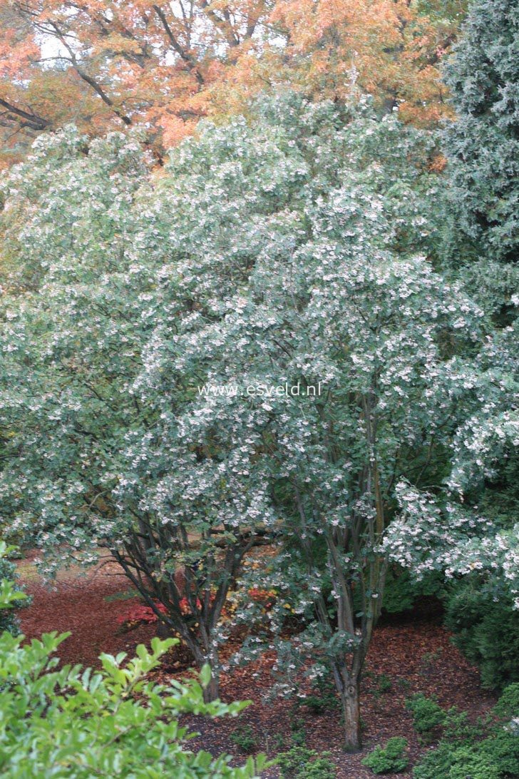 Sorbus hupehensis